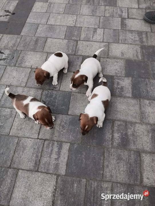 Jack Russell Terrier suczka sprzedam