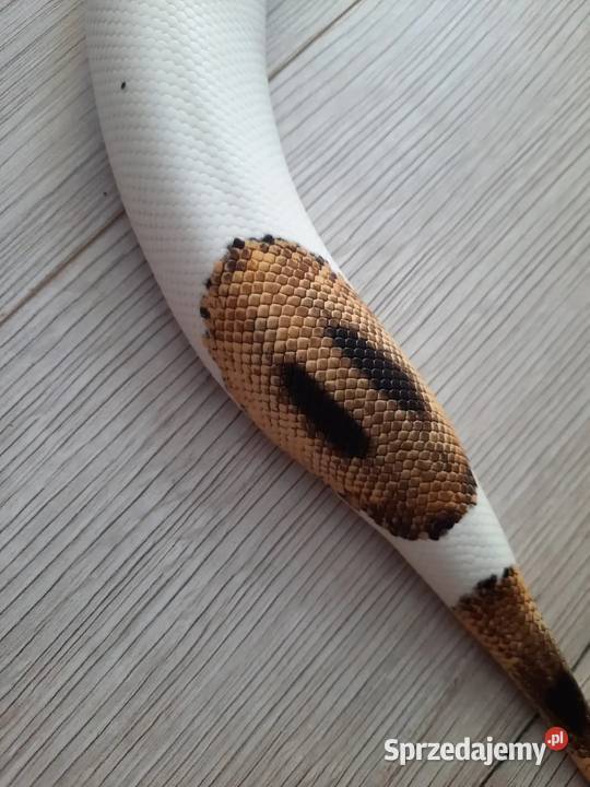 Wąż zbożowy Piebald Samica Opole
