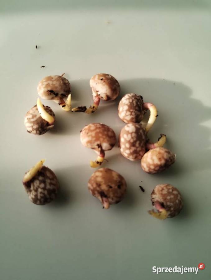 Łubin gorzki caro Ostrowiec Świętokrzyski