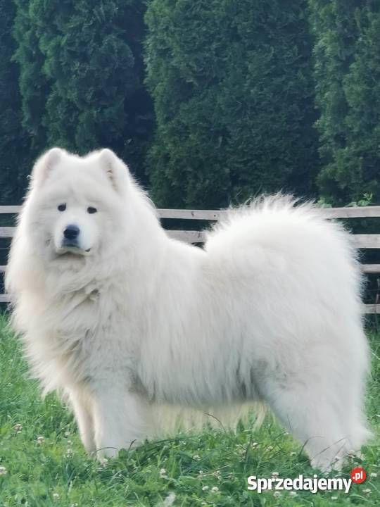Samojed Samojedy FCI Stryszawa