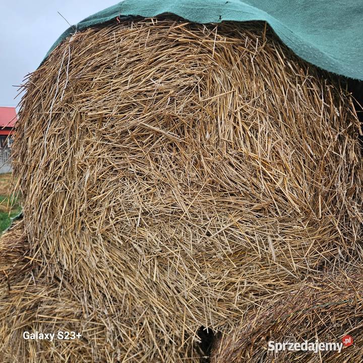 Siano sloma Świecie