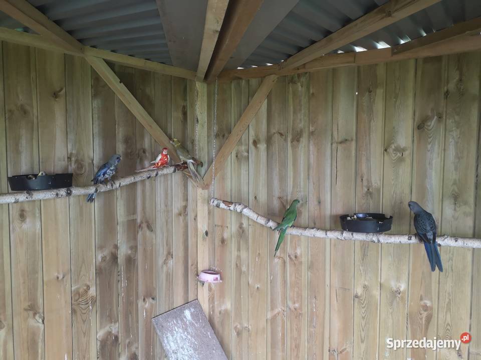 Rozella rozelle królewska bialolicq Lubosz