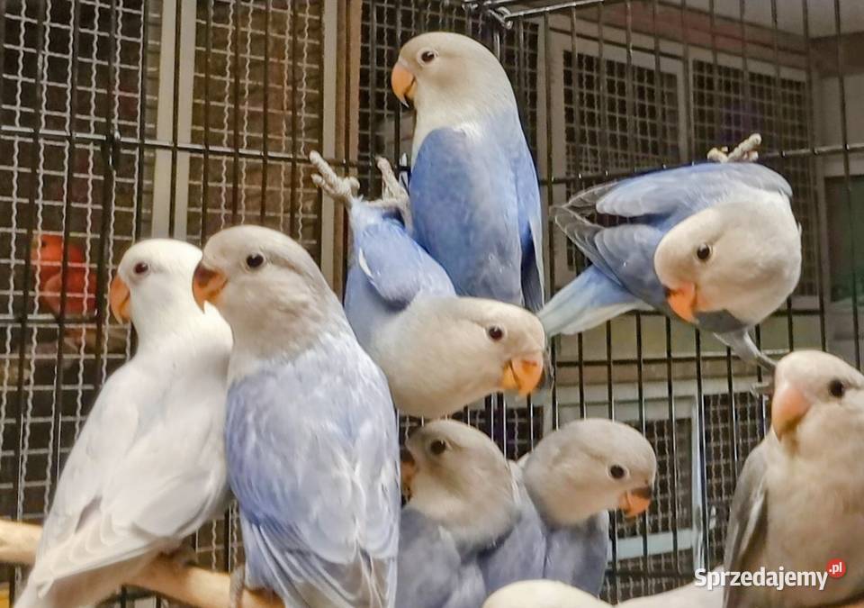 Młode nierozłączki czerwonoczelne Rzeszów