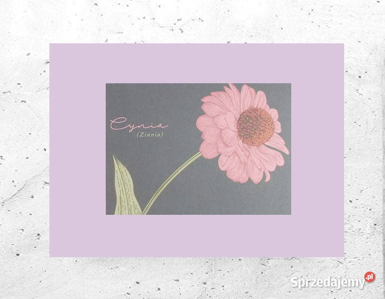 pastelowy plakat A4 cynia obrazek 21x30 rośliny Plakaty Szczecin