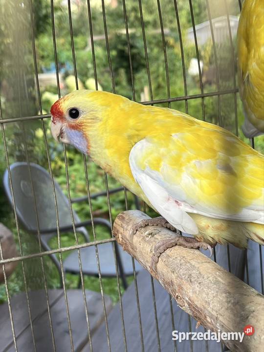 Rozela Królewska Pastel Sztum