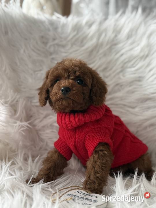 Pudel Toy szczeniak piesek sunia Pozostałe Polanka Wielka