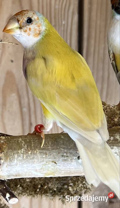 Amadyna wspaniałasamiec z 2025r