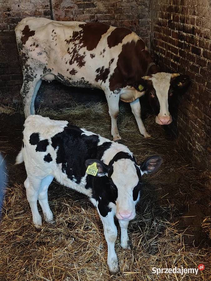 Sprzedam krowę z cielakim Chrzanów