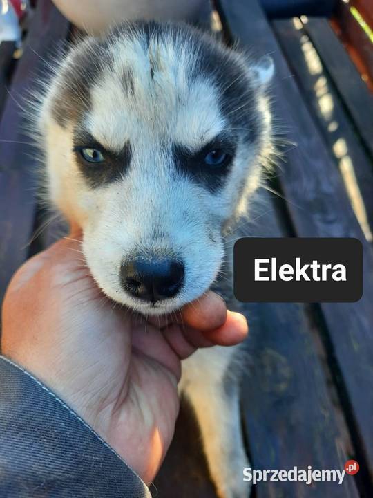 Syberiany husky pomorskie Reda