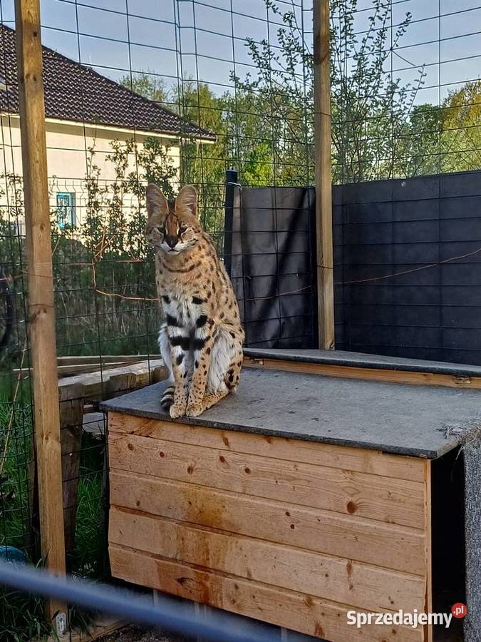 Dorosły serwal na sprzedaż Kościno