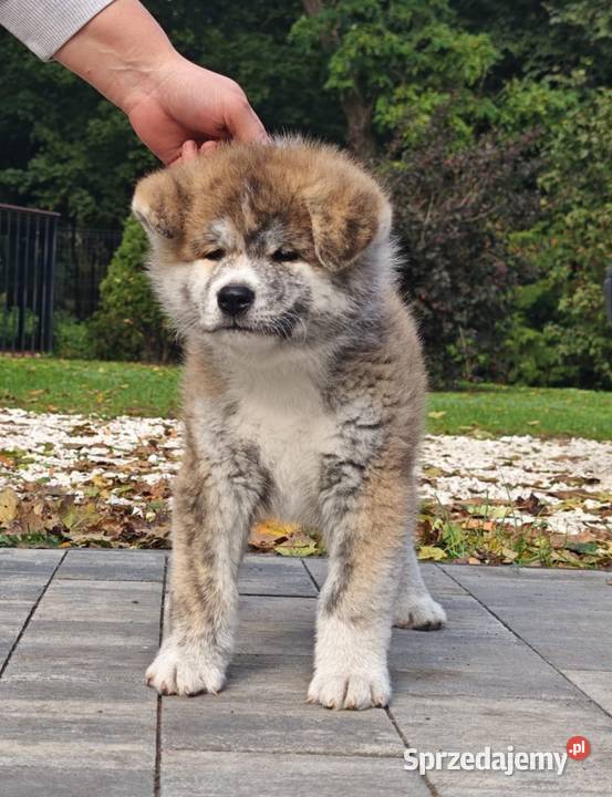 Akita Inu FCI szczenie