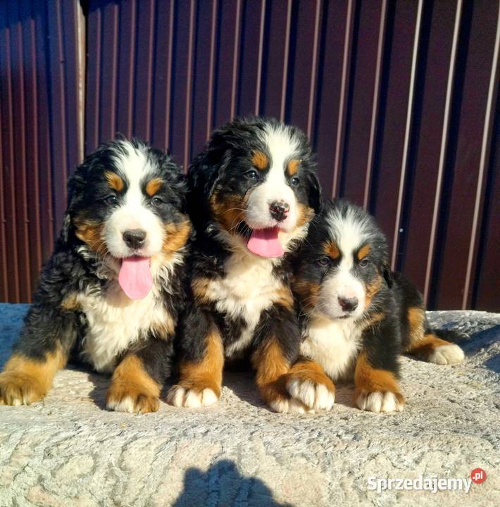 Berneński Pies Pasterski mazowieckie Radom sprzedam