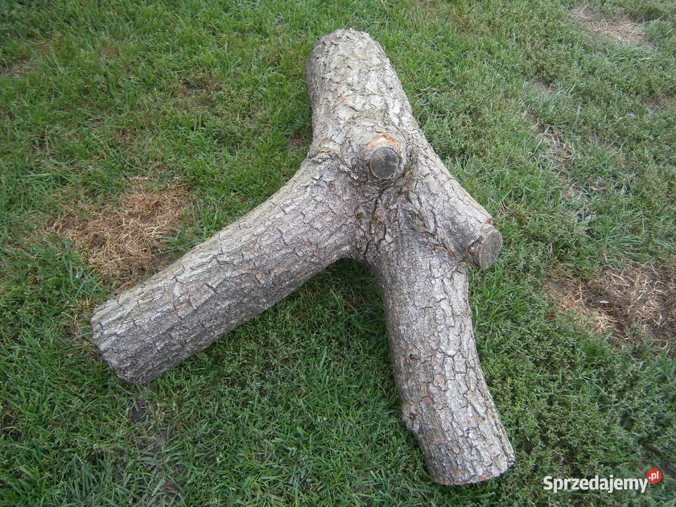 konary wierzby mandżurskiej Siedlce