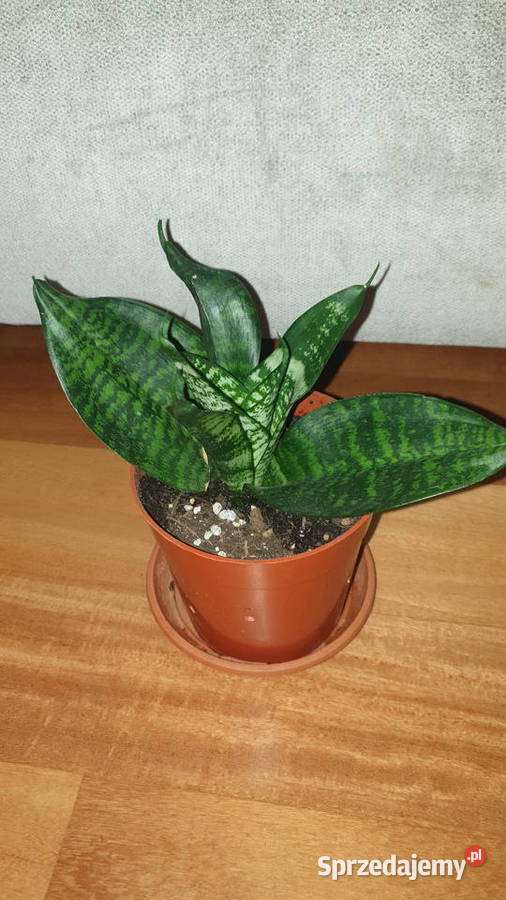 Sansewieria sansa niska mazowieckie Warszawa