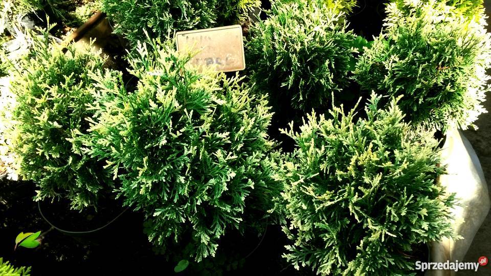 Tuje kuliste DanicaGlobosaMirjam Golden Dom i Ogród małopolskie Proszowice