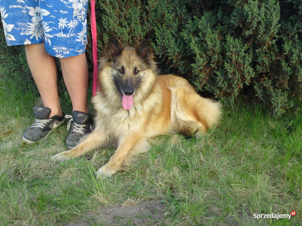 Owczarek Belgijski szczeniaki 100 Toruń sprzedam