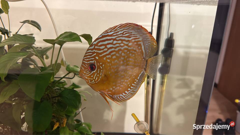 Akwarium życie Chojęcin-Szum