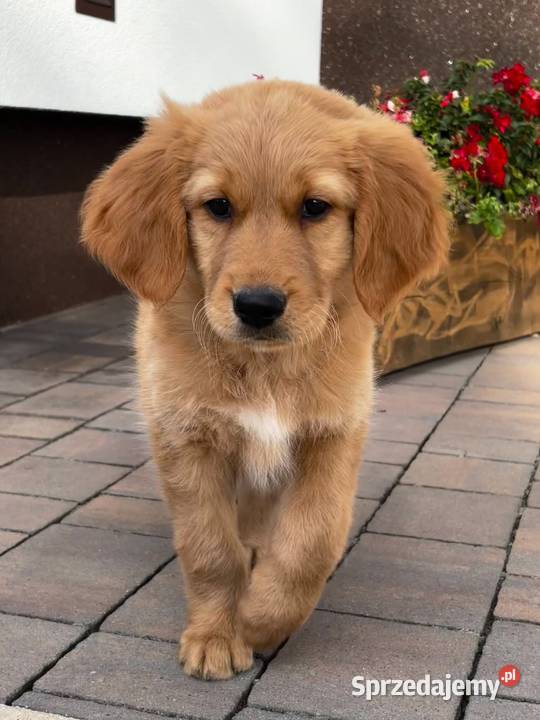 Szczeniaki Golden retriever Kielce