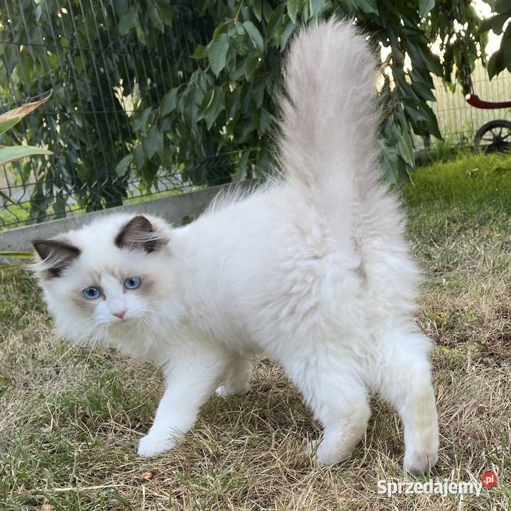 Kocurek ragdoll gotowy do odbioru FPL Katowice