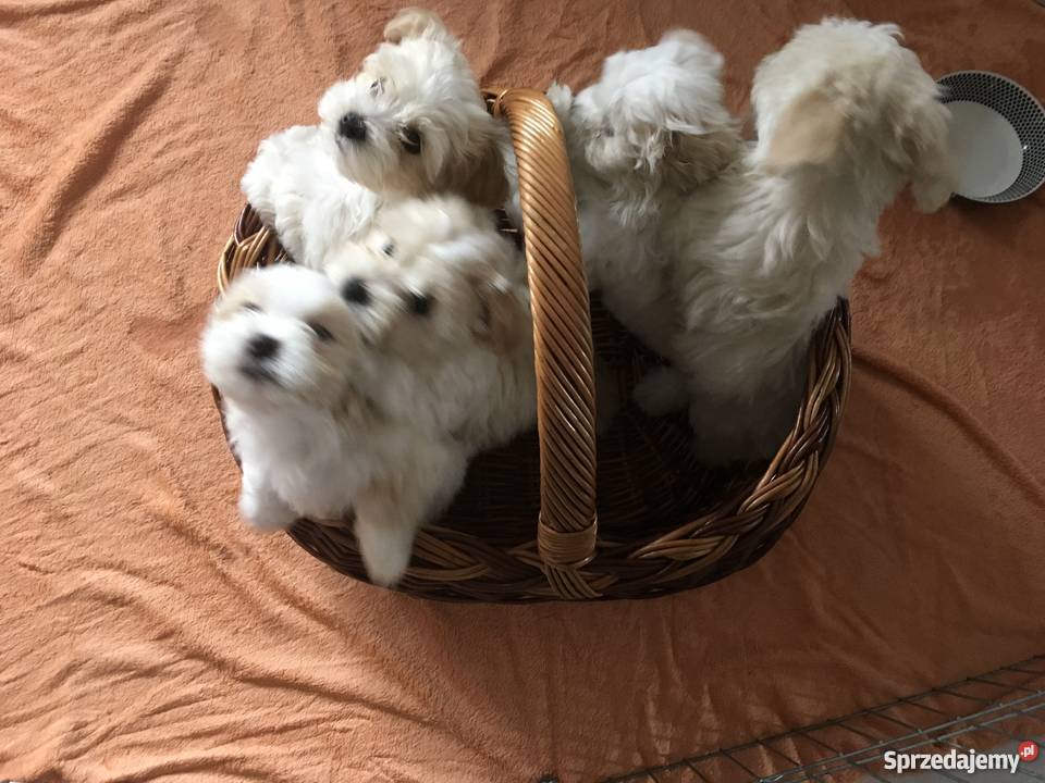 Hawańczyk Maltańczyk Tarnowo Podgórne