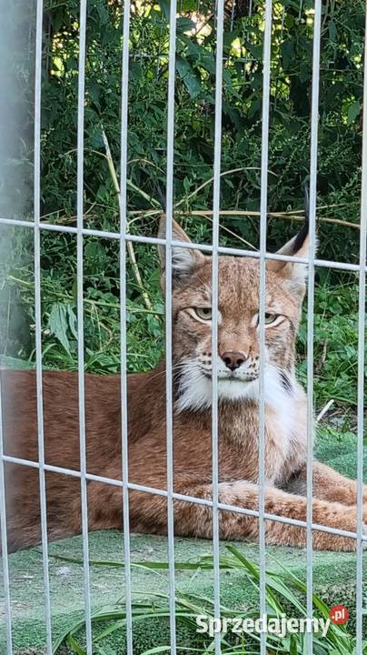 Ryś euroazjatycki Lynx lynx piękny dorosły sprzedam