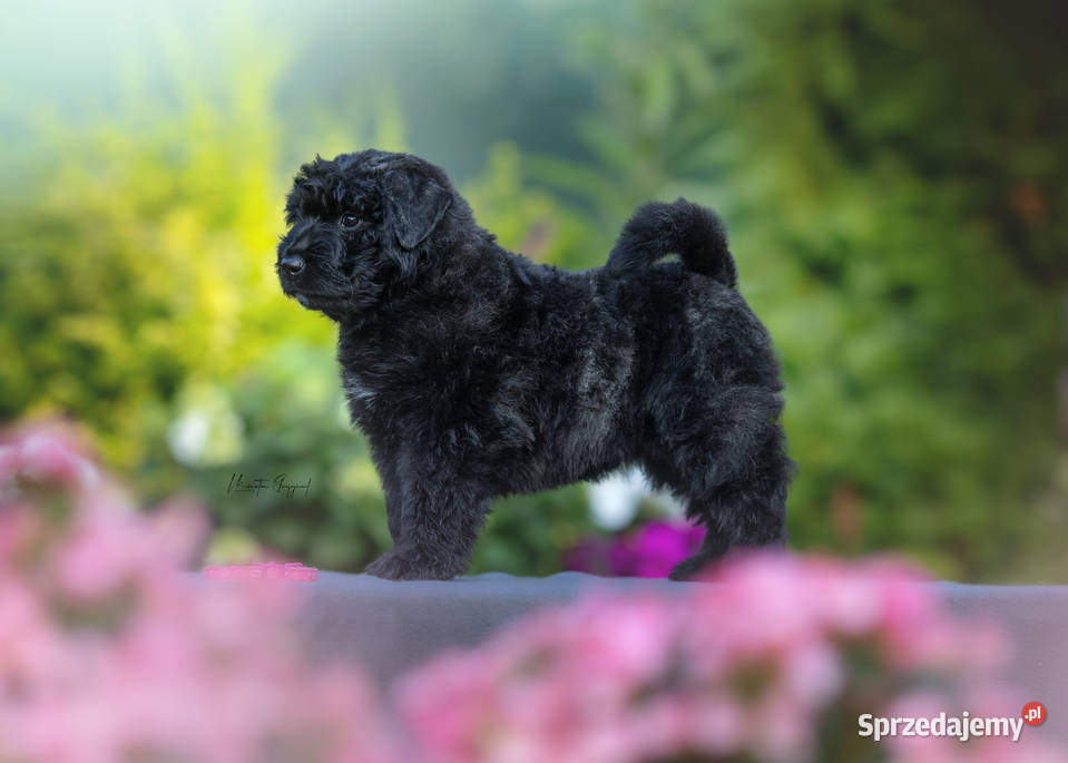 Bouvier des Flandres szczenięta