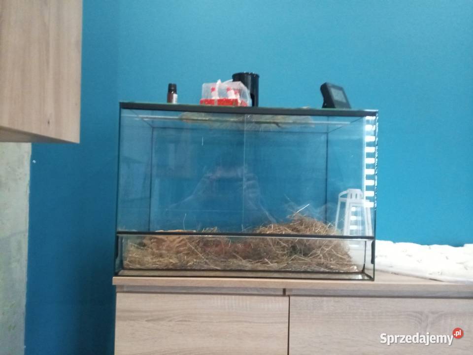 2 węże zbożowe sprzedam