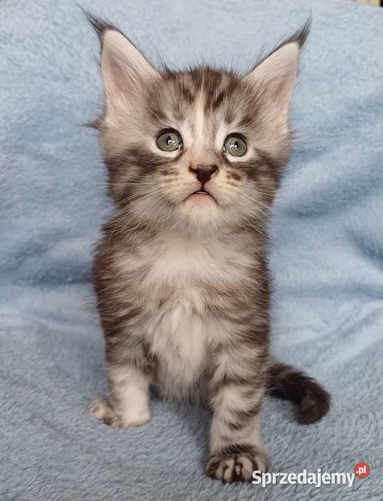 Maine Coon kotka rodowód FPL Olkusz sprzedam