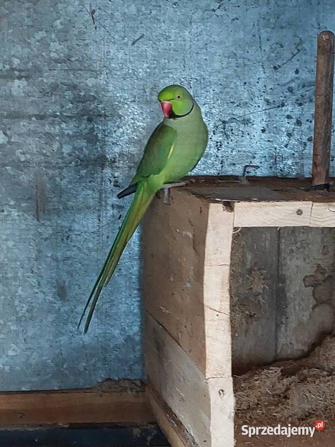 Aleksandretta Obrożna samiec Ptaki Nowa Sól