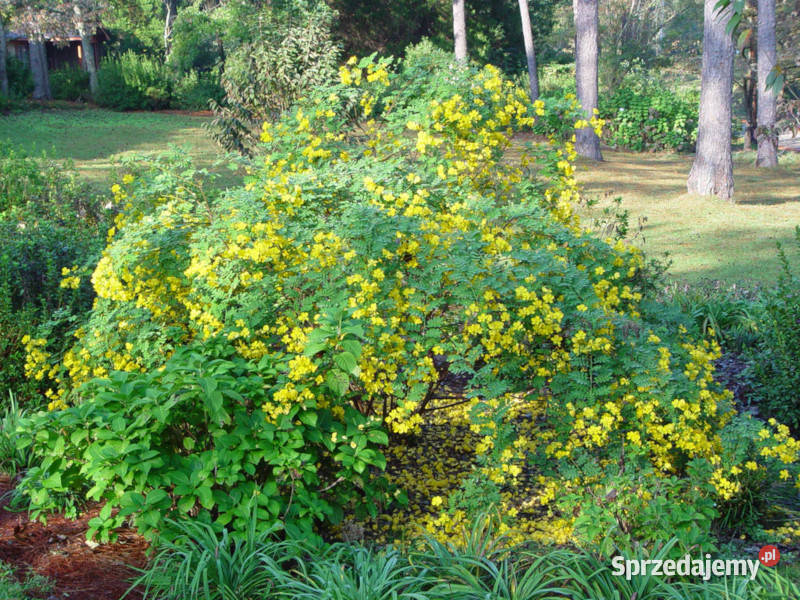 CASSIA TORA Cassia tora NASIONA 100g