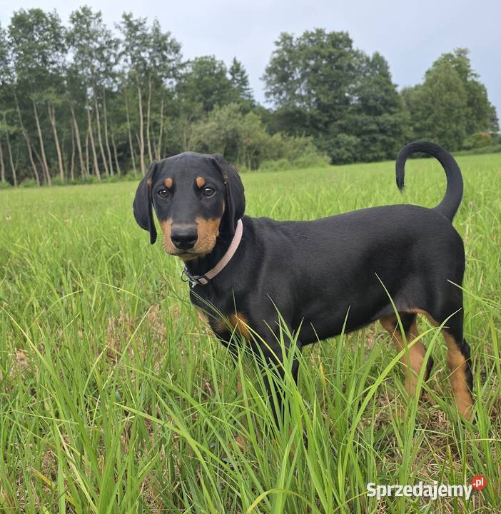 Doberman Typ Amerykański lekki Wyjątkowy samiec Konin