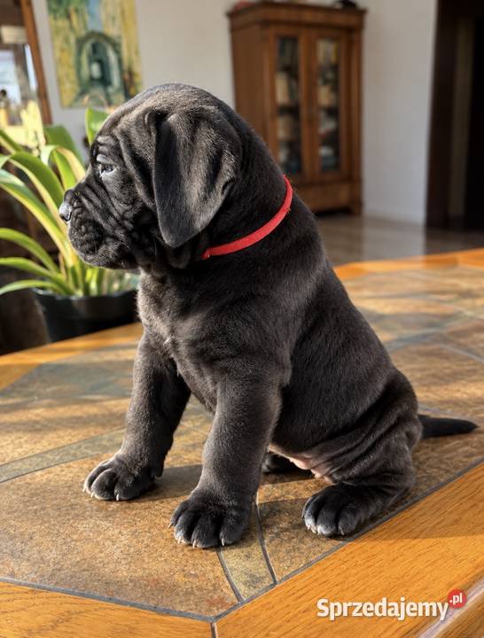 Cane Corso Italiano szczenięta Kutno