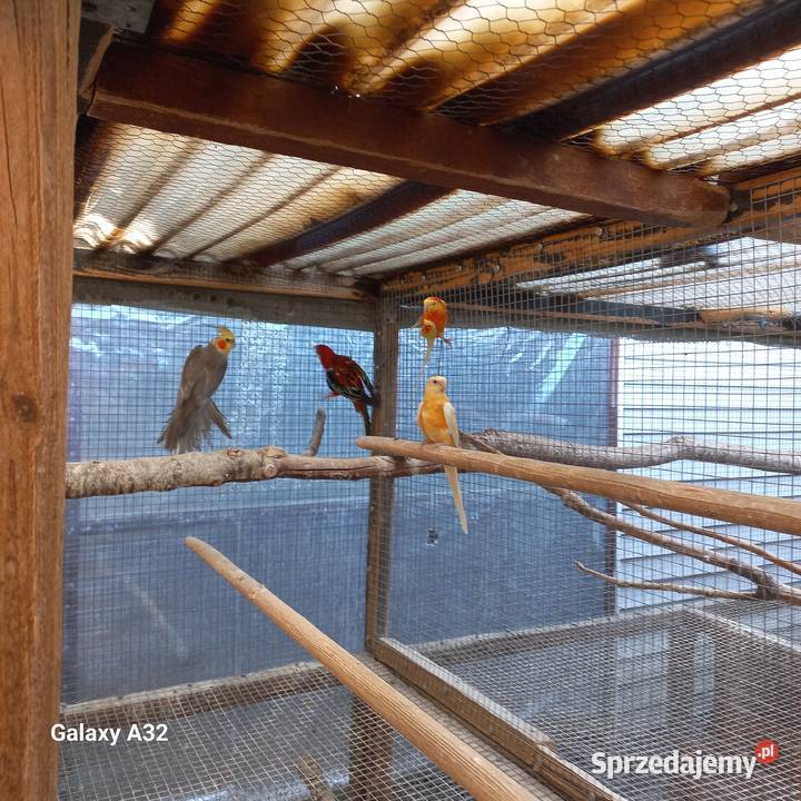 Papugi różne gatunki Garwolin
