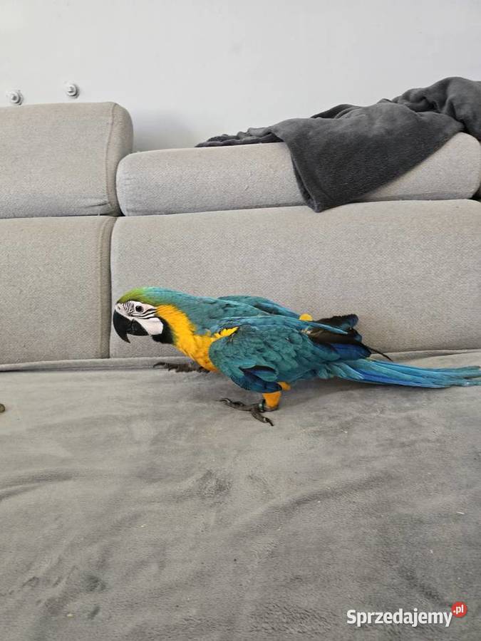 Ara ararauna Gryfino