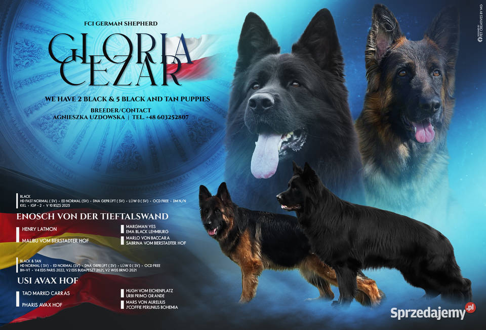 Owczarek Niemiecki Długowłosy szczenięta FCI