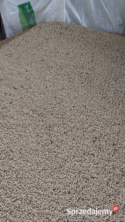 Groch ogólnoużytkowy SALAMANCA zbiór 2025 Zabłudów