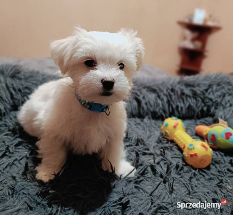 Maltańczykcudny piesek Warszawa sprzedam