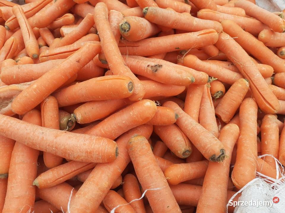 Marchew paszowa Czarnocin