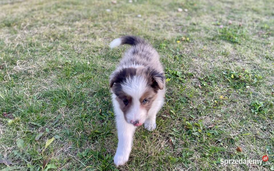 Border collie samiec piesek merle Ostrowiec Świętokrzyski