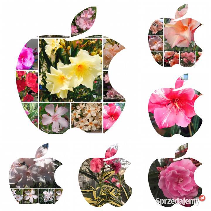 Oleander świeżo ścięte gałązki do ukorzenienia Brzeźnica