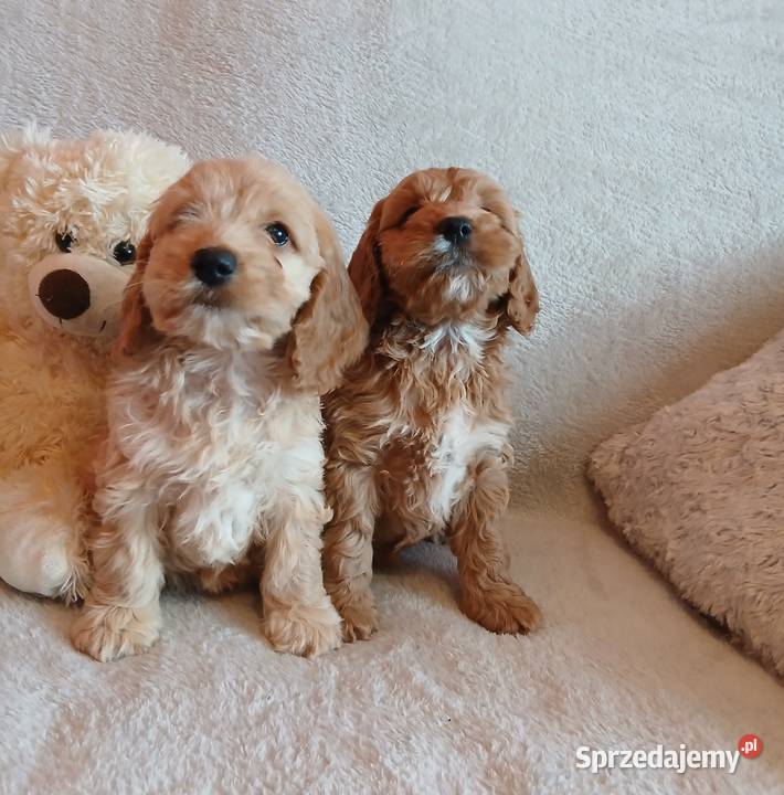 Cockapoo F1 suczki Pudel Cocker Spaniel Toruń sprzedam