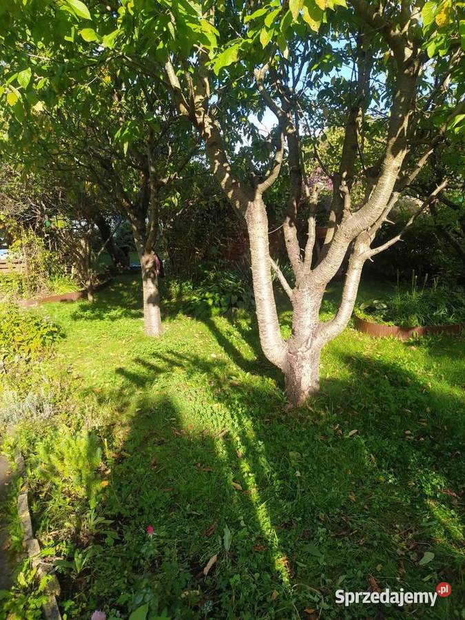 Działka ROD Sprzedaż Olsztyn