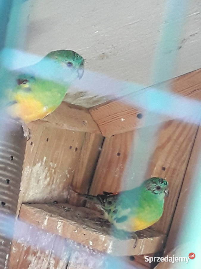 Sprzedam papugi świergoty Ptaki Śmiłowice