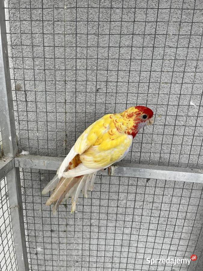 Rozelle królewskie para złotych pasteli Sośnicowice