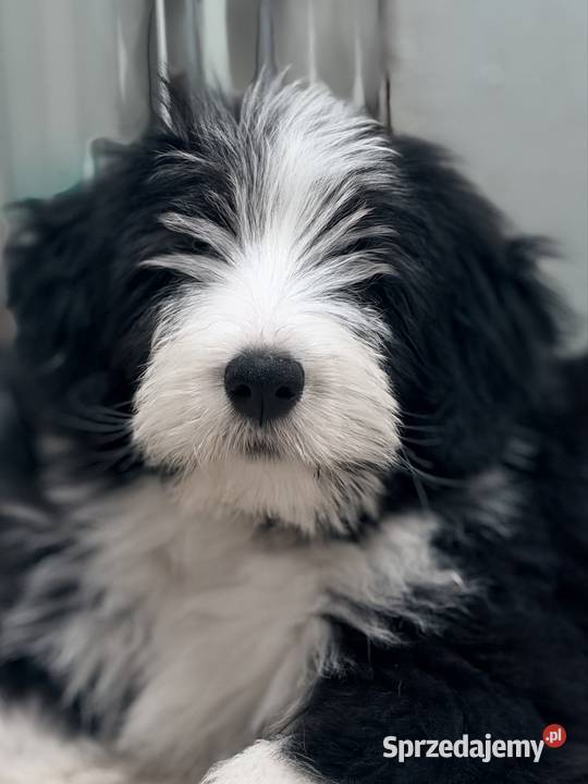 Bearded Collie FCI szczenięta