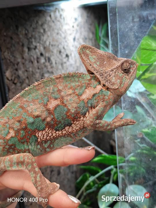 Kameleon lamparci samiec Zwierzęta Oława