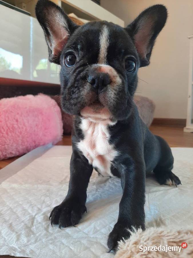 Buldog francuski czarny chlopczyk