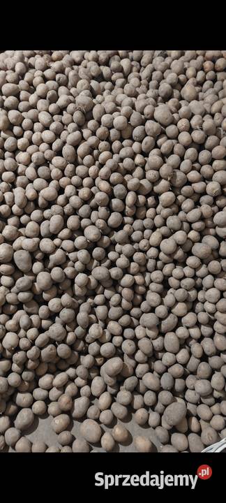 Ziemniaki wielkości sadzeniaka irga gala Łapy