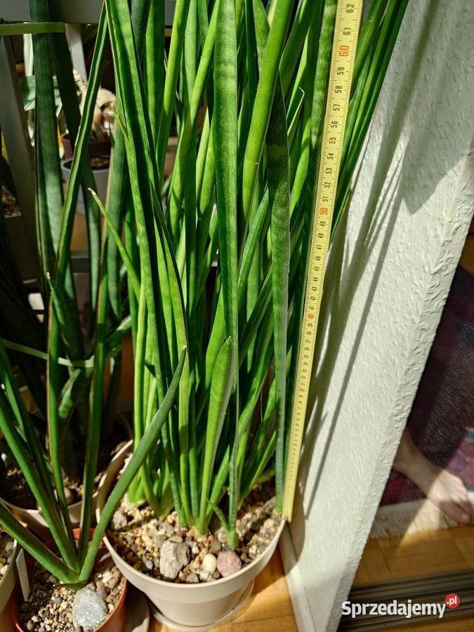 Sansevieria subtilis odrost 67 kolekcjonerska Warszawa