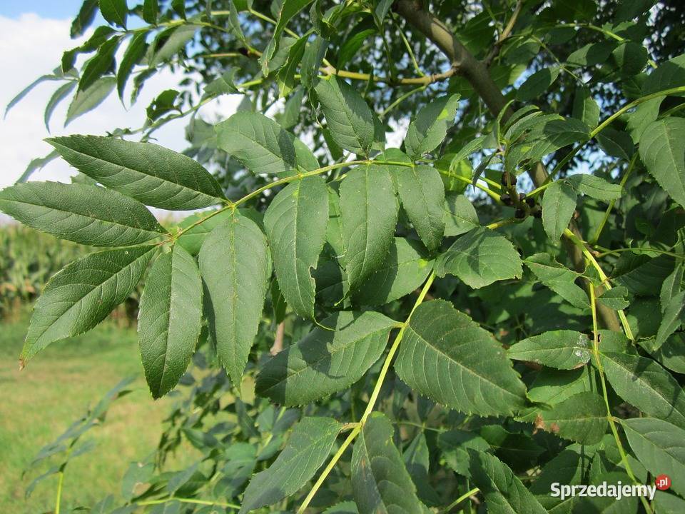 sadzonki jesion wyniosly sadzonki jesion sprzedam